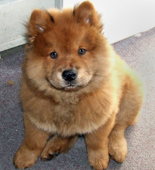 Pet - Cute Chow Chow Puppy