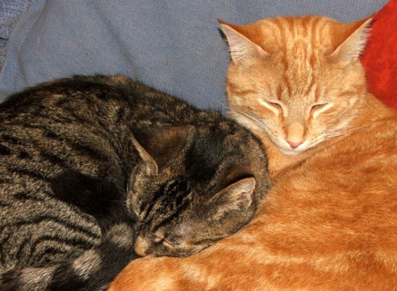 ginger-tabby-cats