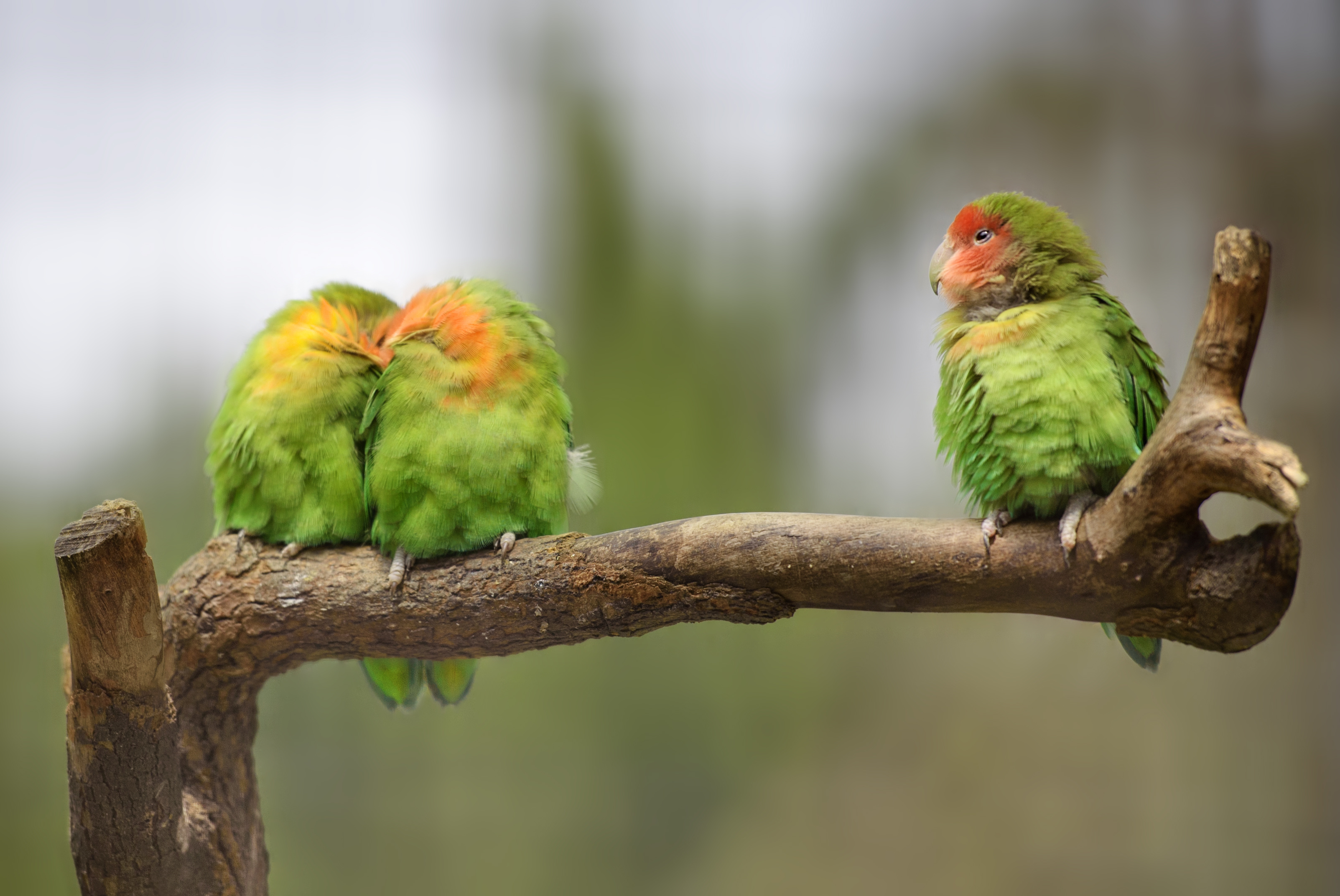 Three lovebirds on a branch