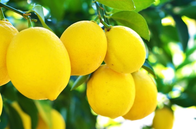 swiss army knife of fruit - Lemons on lemon tree