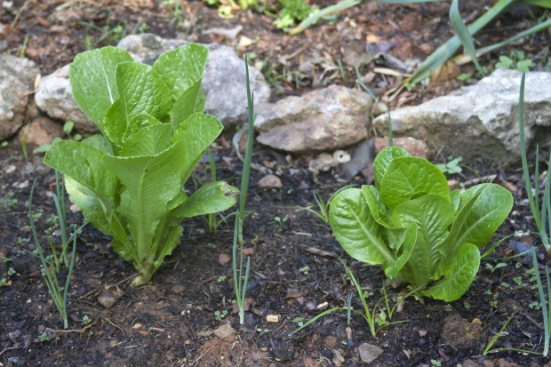 companion planting in your garden - lettuce growing next to onons