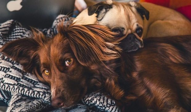signs you should take your pet to the vet - cute pictures of two dogs lounging