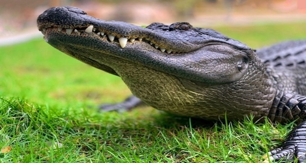 Al E. Gator Fight to End Animal Abuse