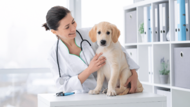 The Role Of A Vet In Detecting And Preventing Animal Diseases - A vet and a dog