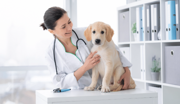 The Role Of A Vet In Detecting And Preventing Animal Diseases - A vet and a dog