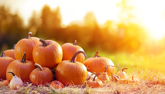 National Pumpkin Day - Pumpkins