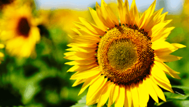 National Sunflower Day - Sunflowers