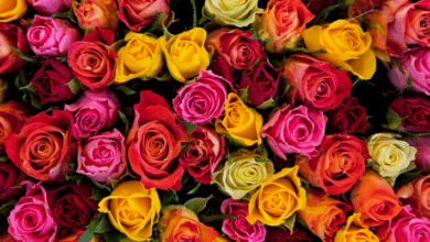 Rose Day - Different colors of roses