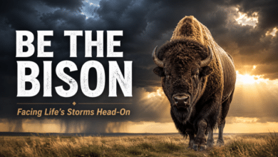 A-bison-in-the-midst-of-a-plains-thunderstorm